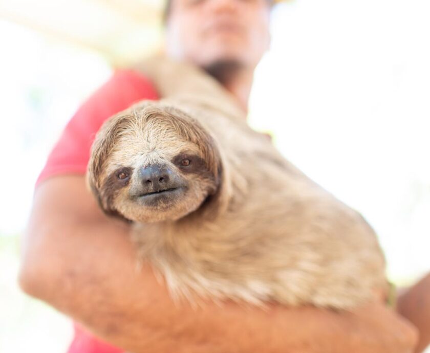 Sloth Conservation Organizations Warn Against U.S. Attraction Sourcing Wild-Caught Sloths for Commercial Entertainment