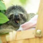 Dr. George O’Malley: Rescuing an Orphaned Baby Sloth After Electrocution