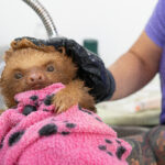 Sloth of the Month: Jason’s Rescue and Recovery in Costa Rica