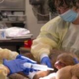 OCSO Found No Criminal Neglect in 57 Sloth Deaths at Sloth World Orlando. Here’s What Their Own Investigation Reveals. 