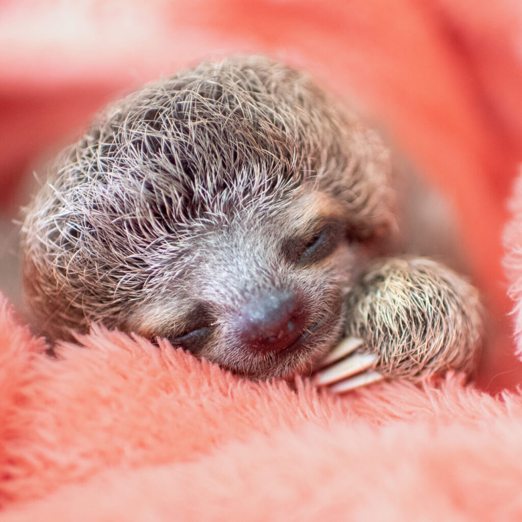 Grogu baby sleeping
