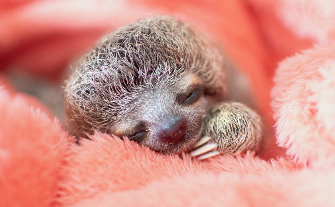 Grogu baby sleeping