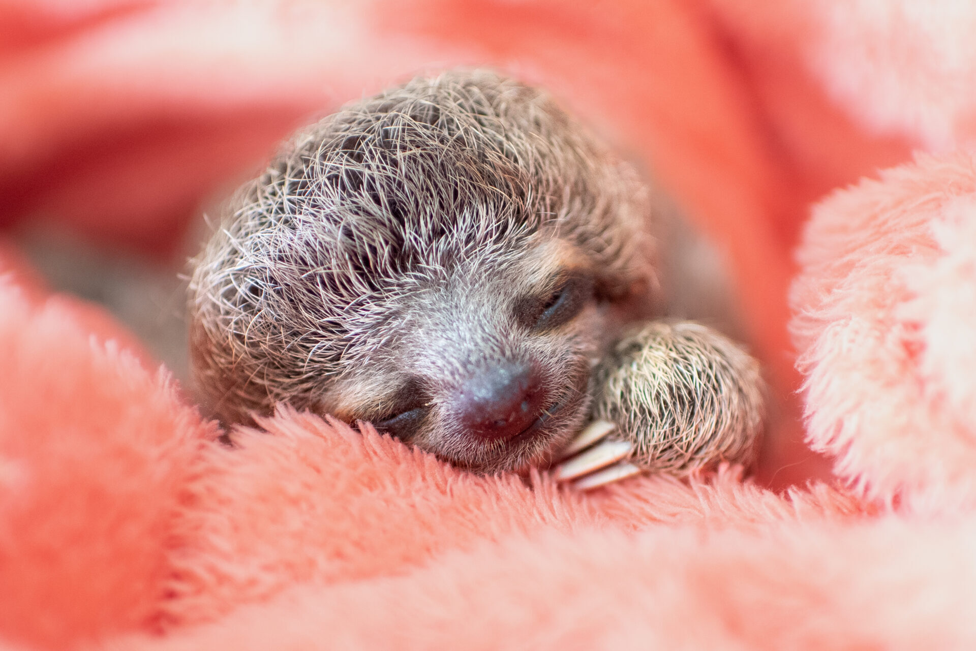 Grogu baby sleeping