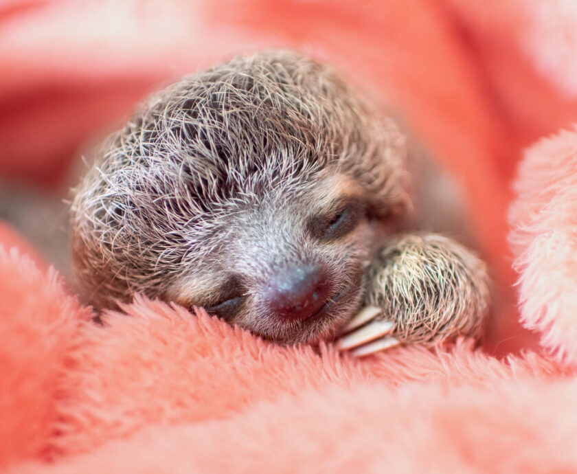 Grogu baby sleeping