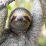 May the Forest Be With You: Meet May's Sloth of the Month, Grogu!