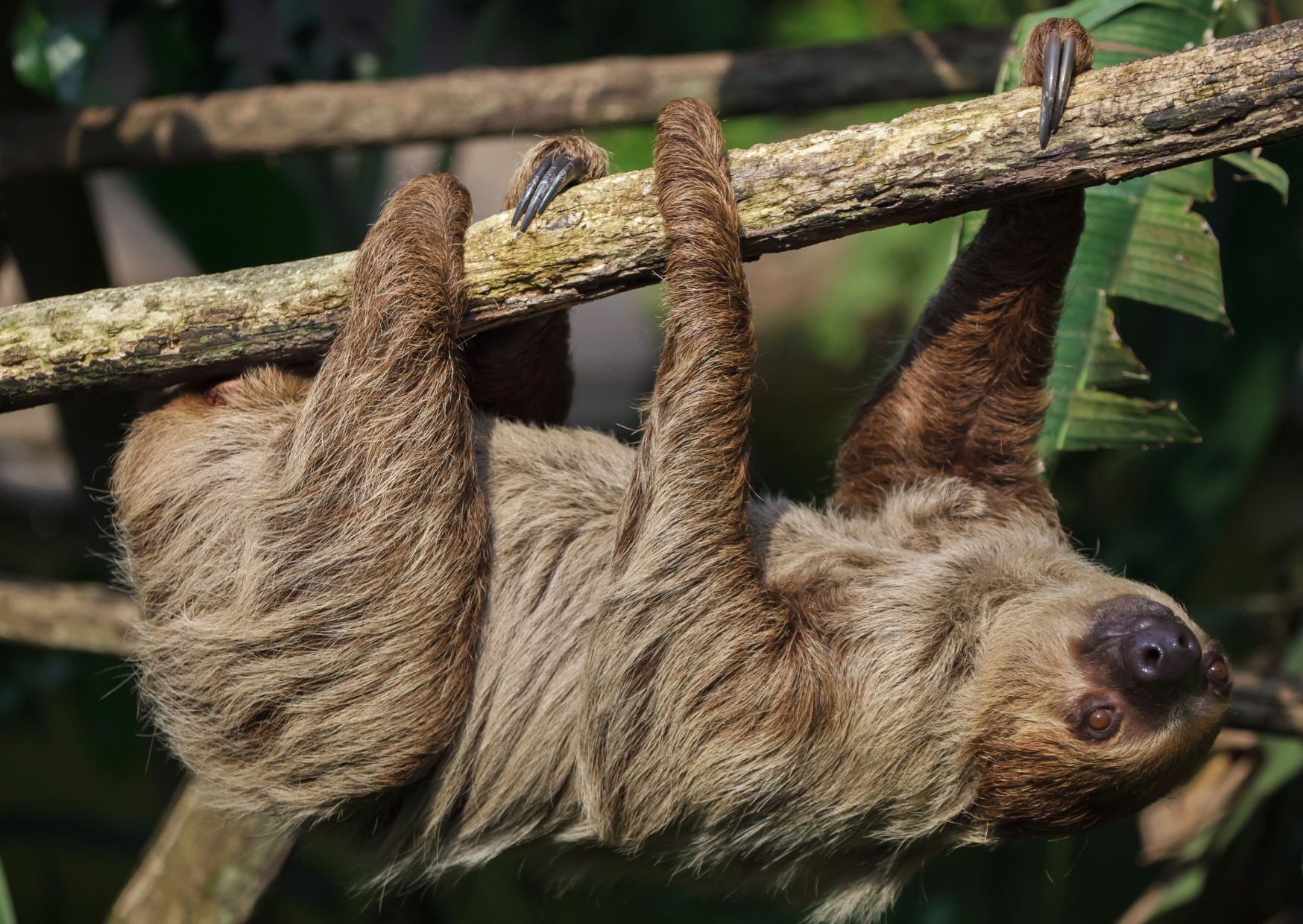 Sloth Rarity Chart How Many Species of Sloths Are There? A Complete Guide - The Sloth ...