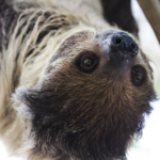 Florida Changed the Rules for Importing Sloths. Here’s What It Means.