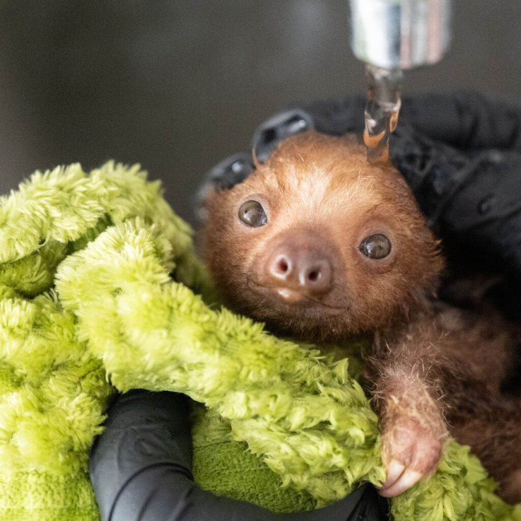 Hannah the Sloth