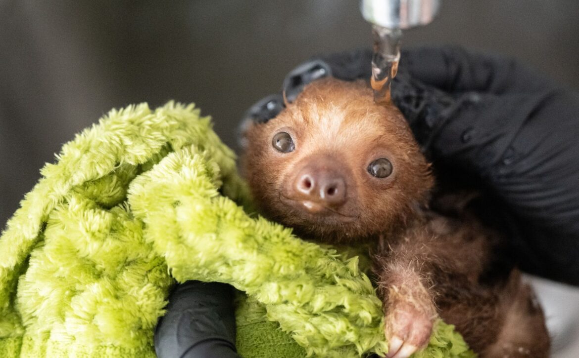 Hannah the Sloth