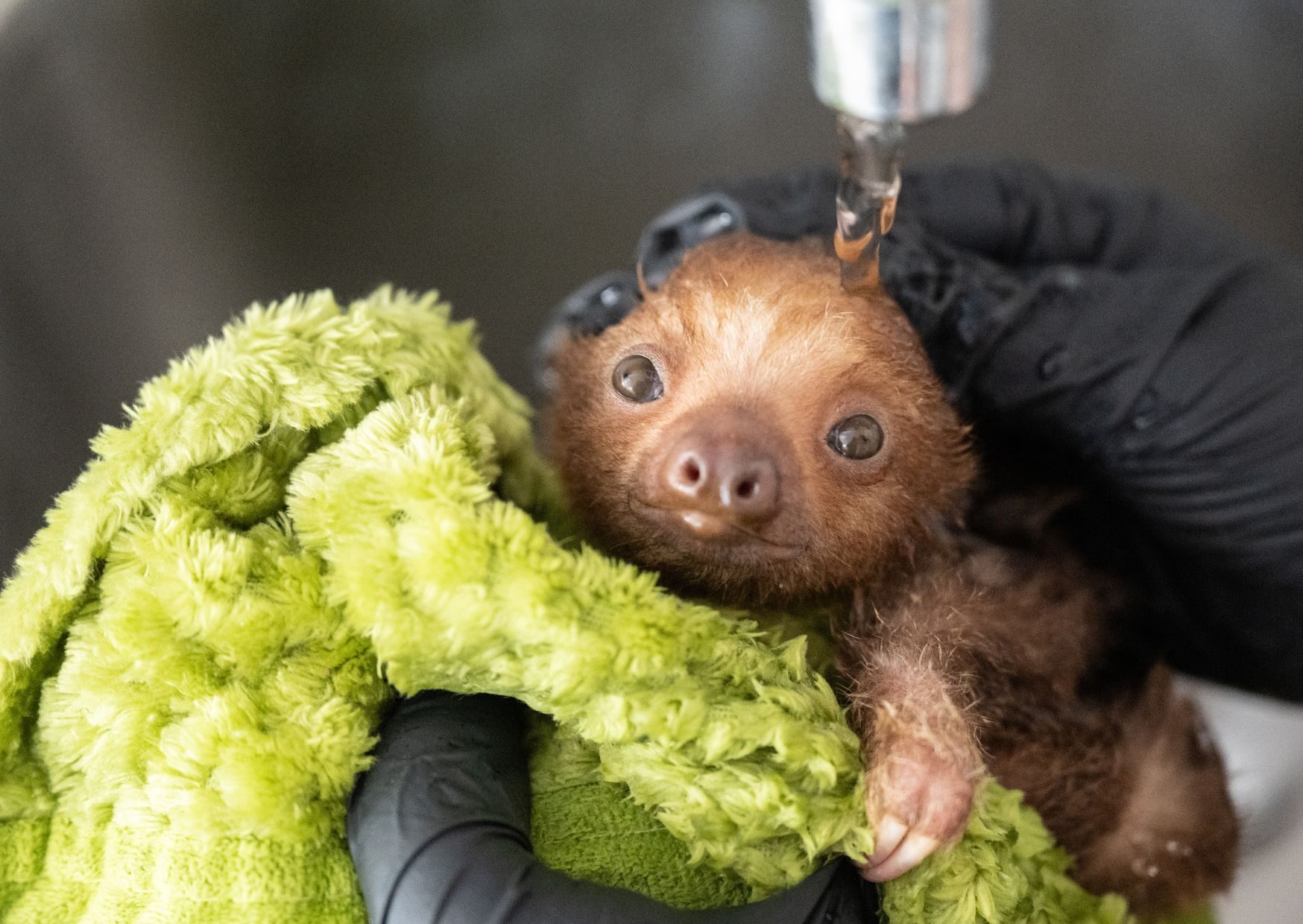 Hannah the Sloth