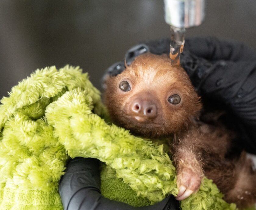 Hannah the Sloth