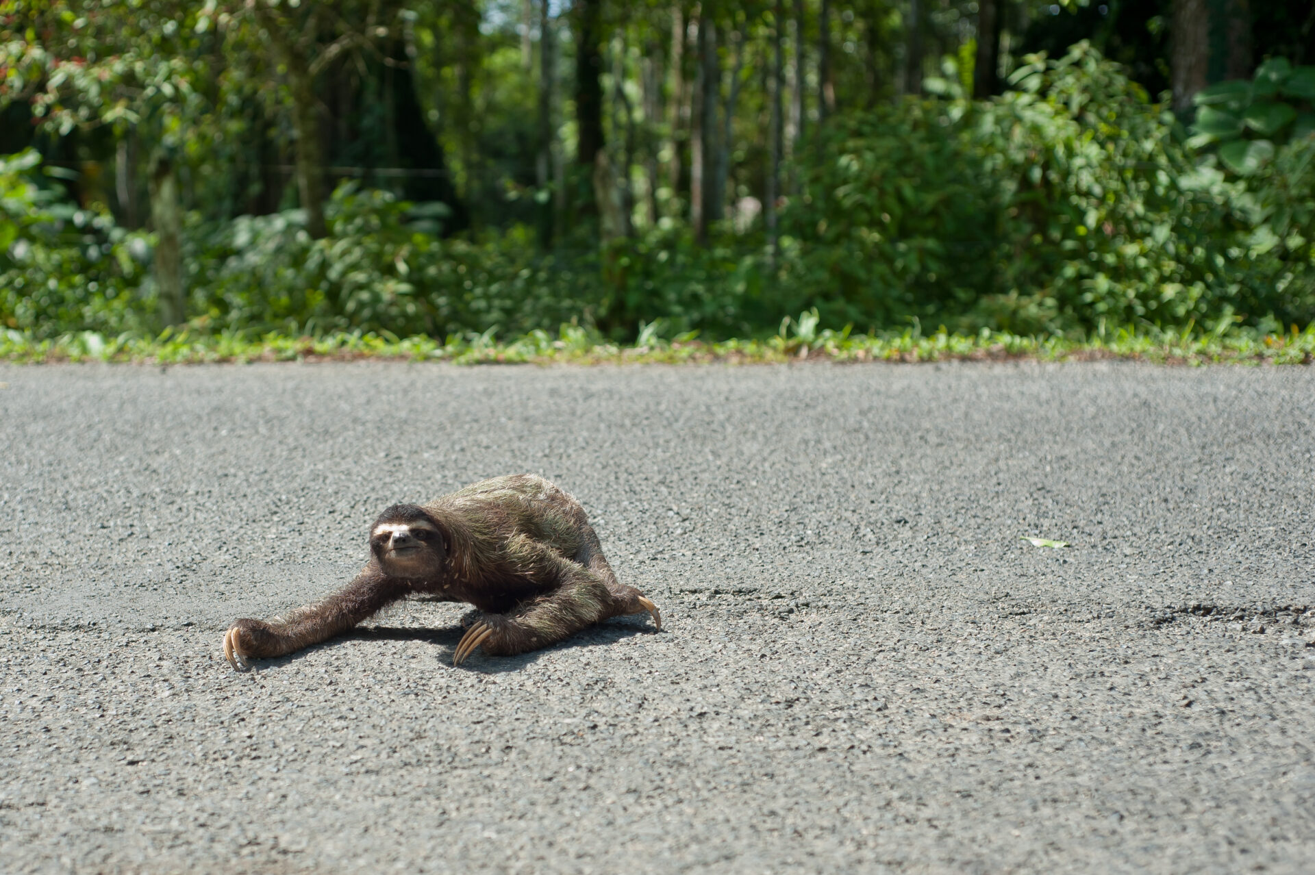 #40 wild sloth crossing the road