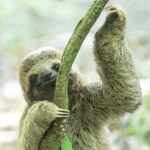 The Baby Sloth Who Survived a 50km Highway Ride Under a Car
