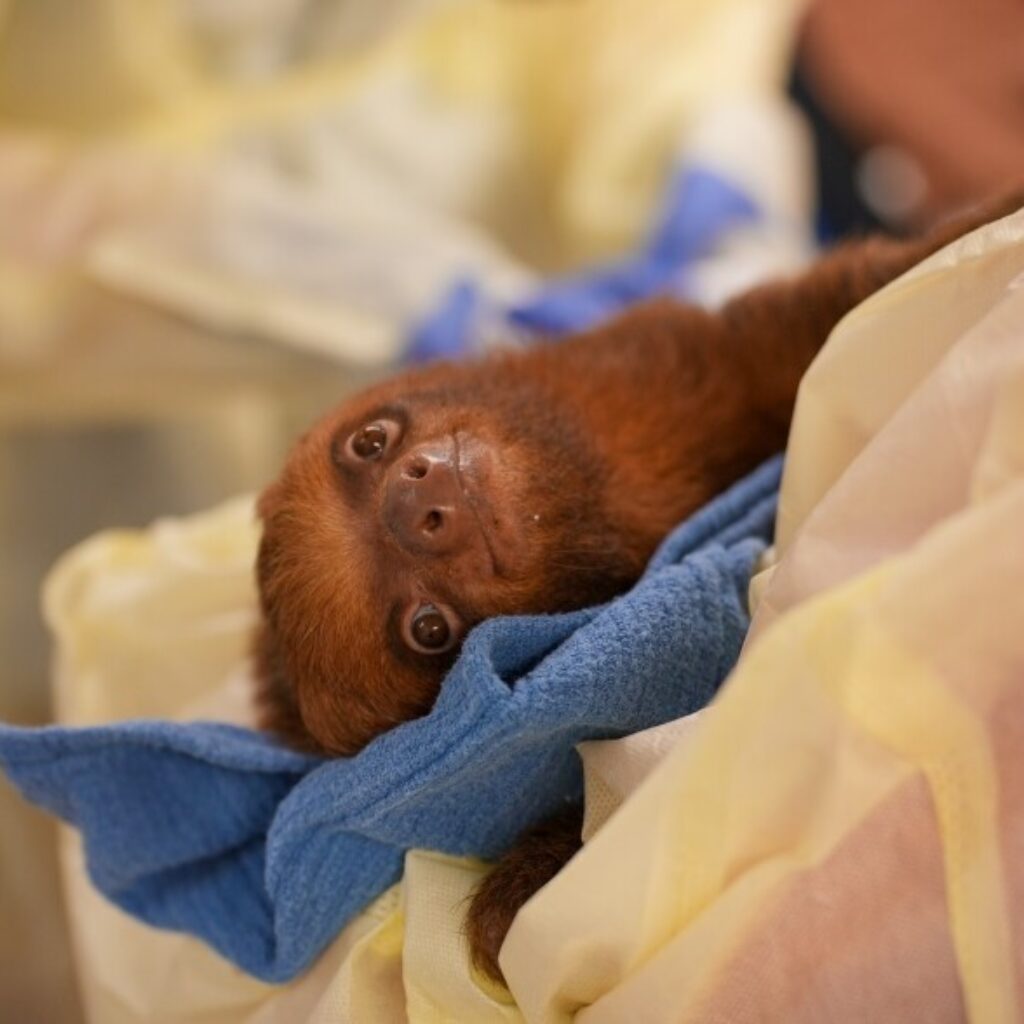 Sloth World Sloths