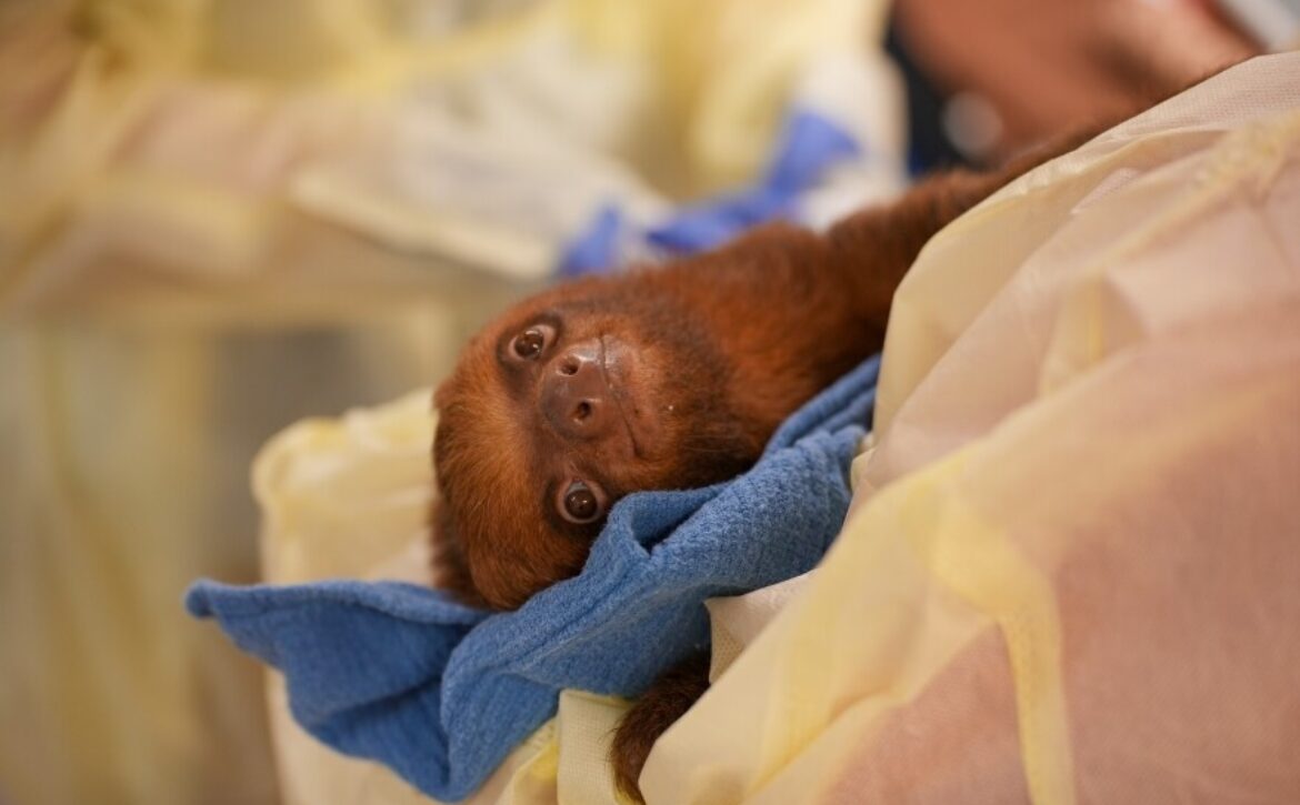 Sloth World Sloths