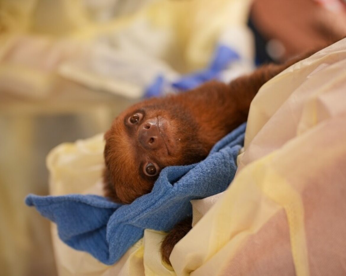 Sloth World Sloths