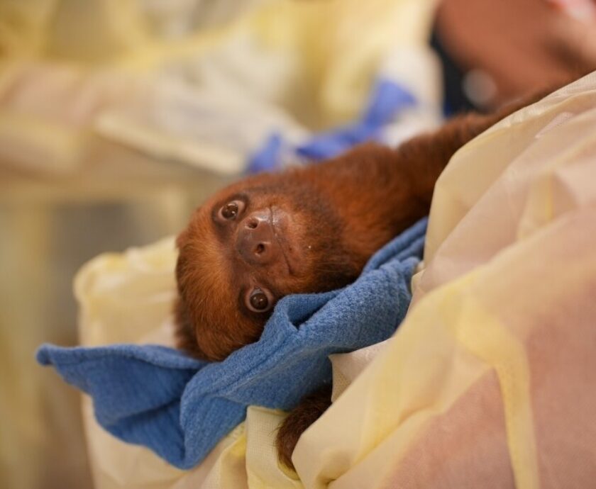 Sloth World Sloths