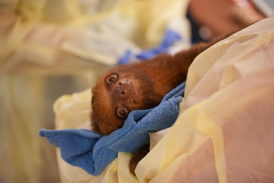 Sloth World Sloths