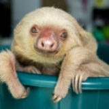 Meet Etta: A Sloth Rescue Story for SlothtoberFest