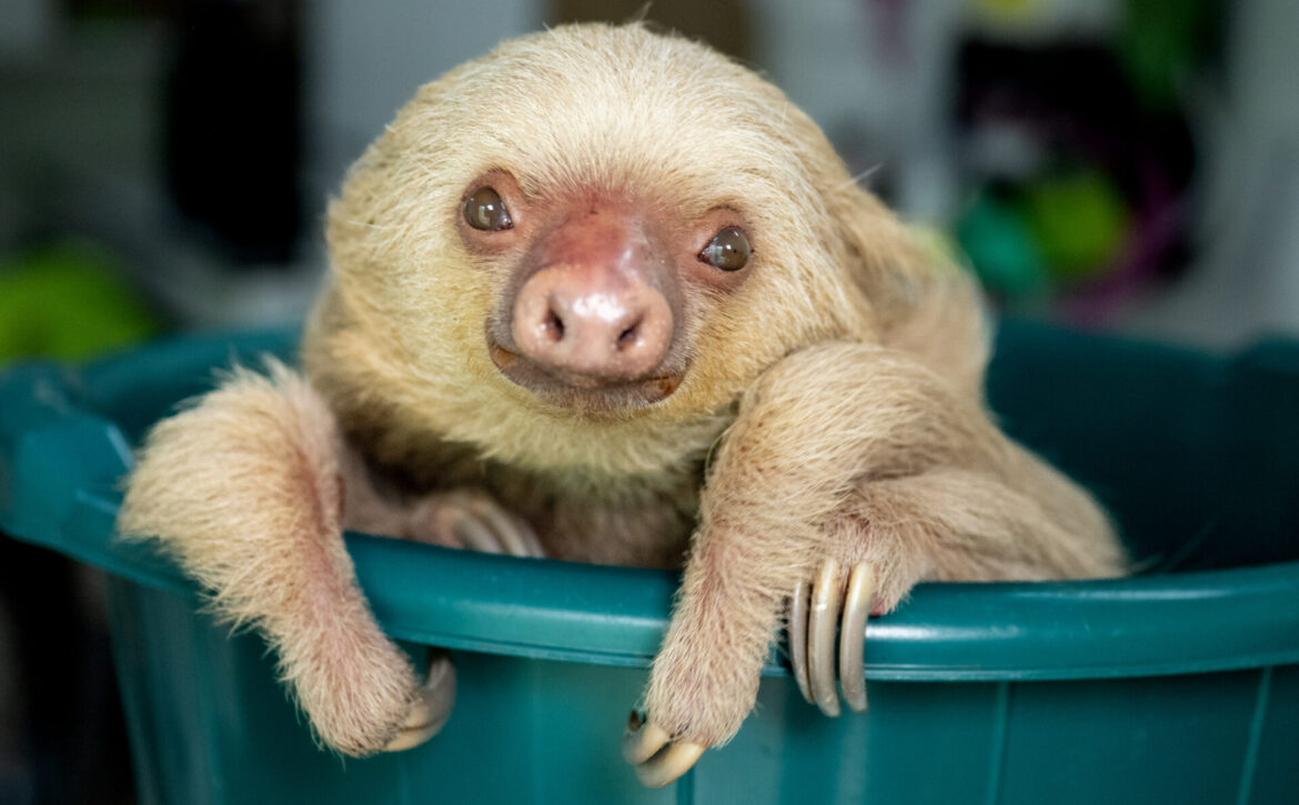 August – Etta in bucket