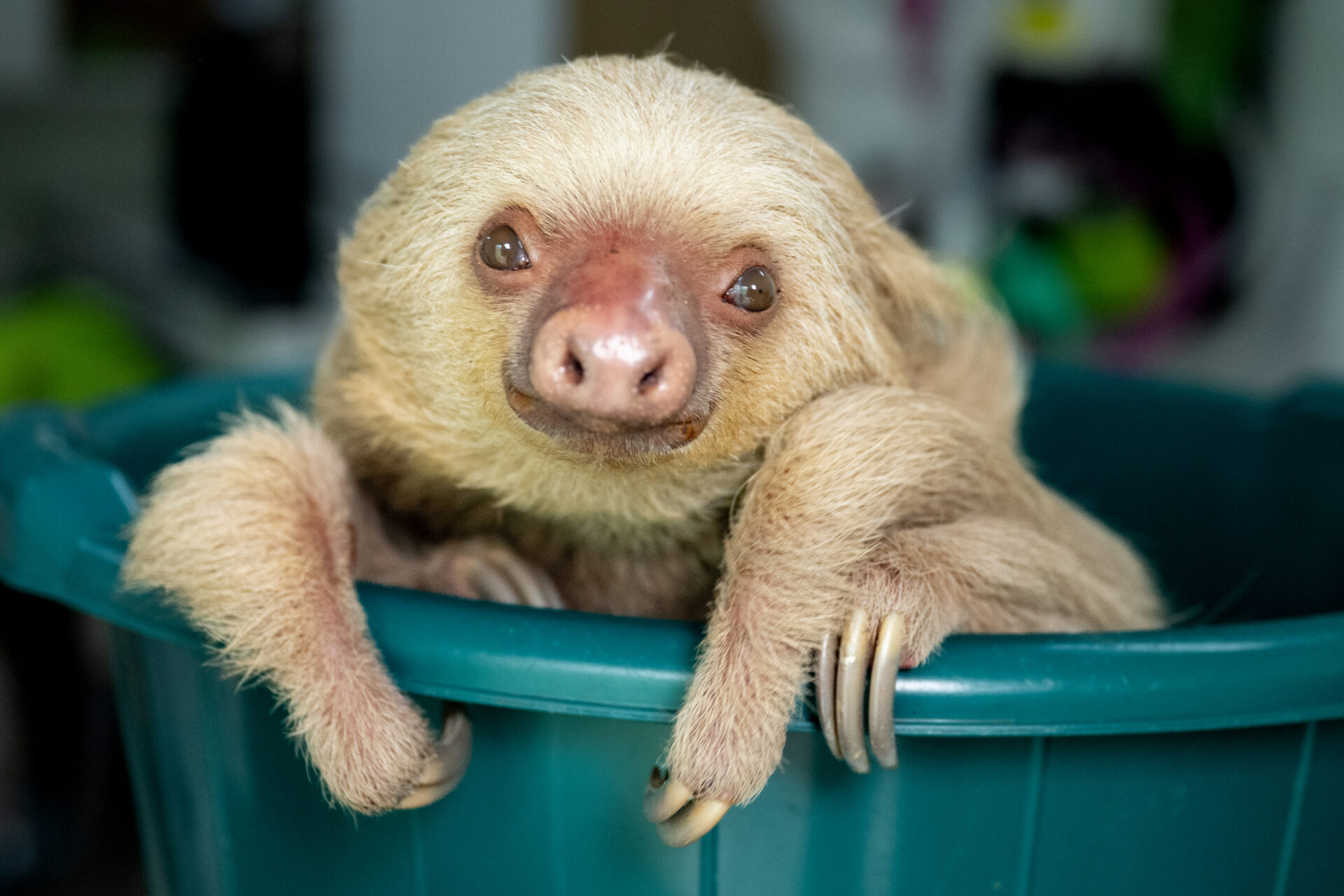 August – Etta in bucket