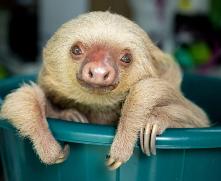 August – Etta in bucket