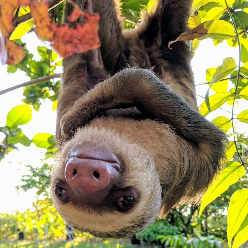 Dolly 2F Sloth (2)