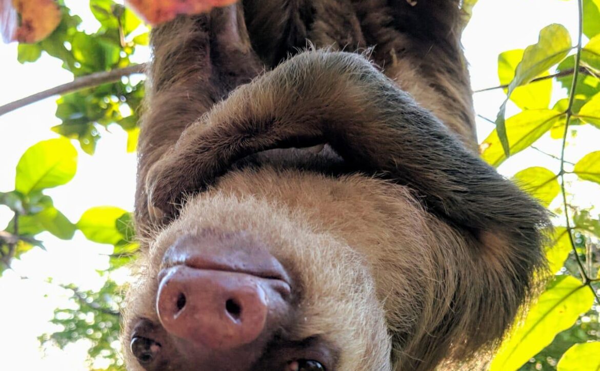 Dolly 2F Sloth (2)