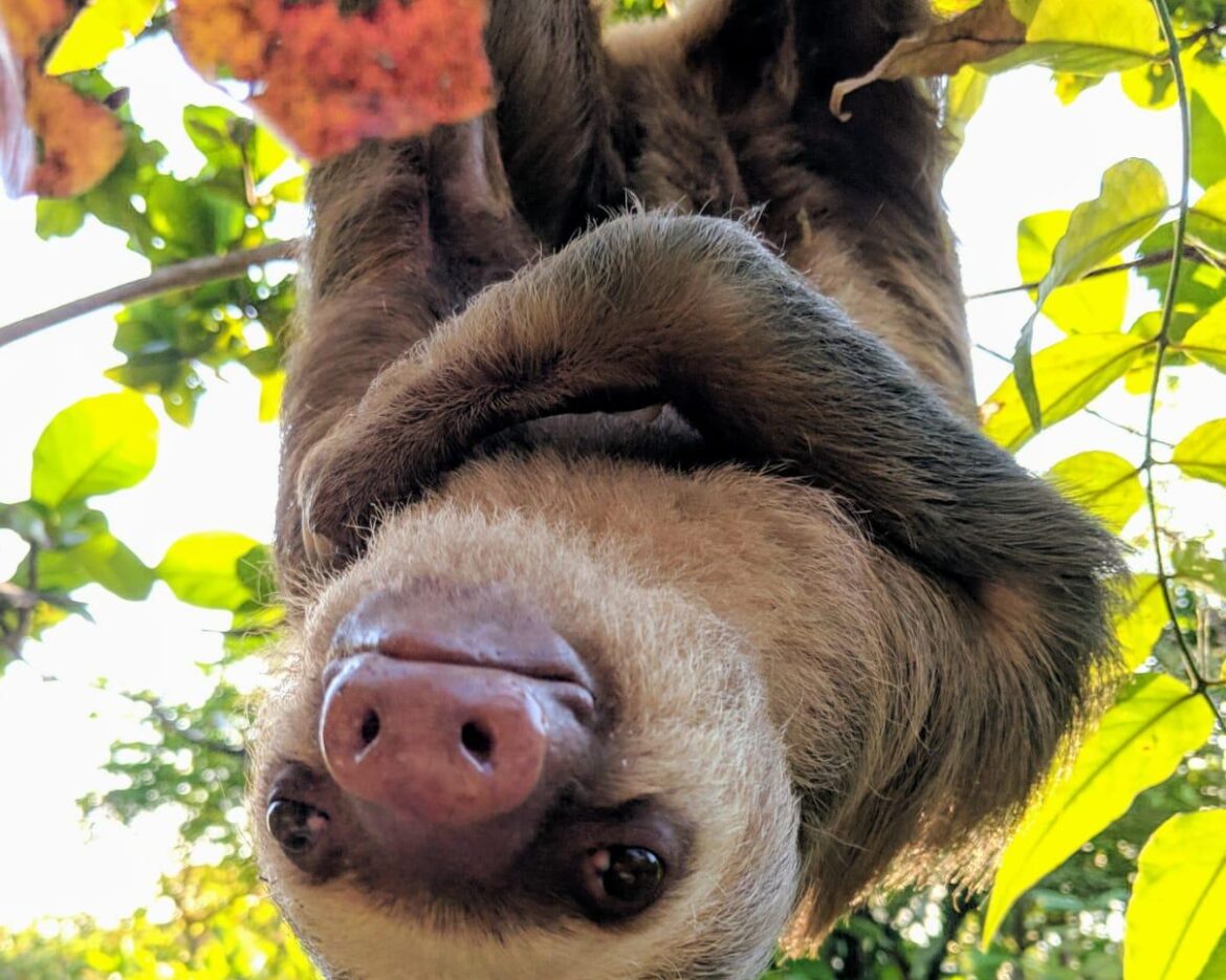 Dolly 2F Sloth (2)