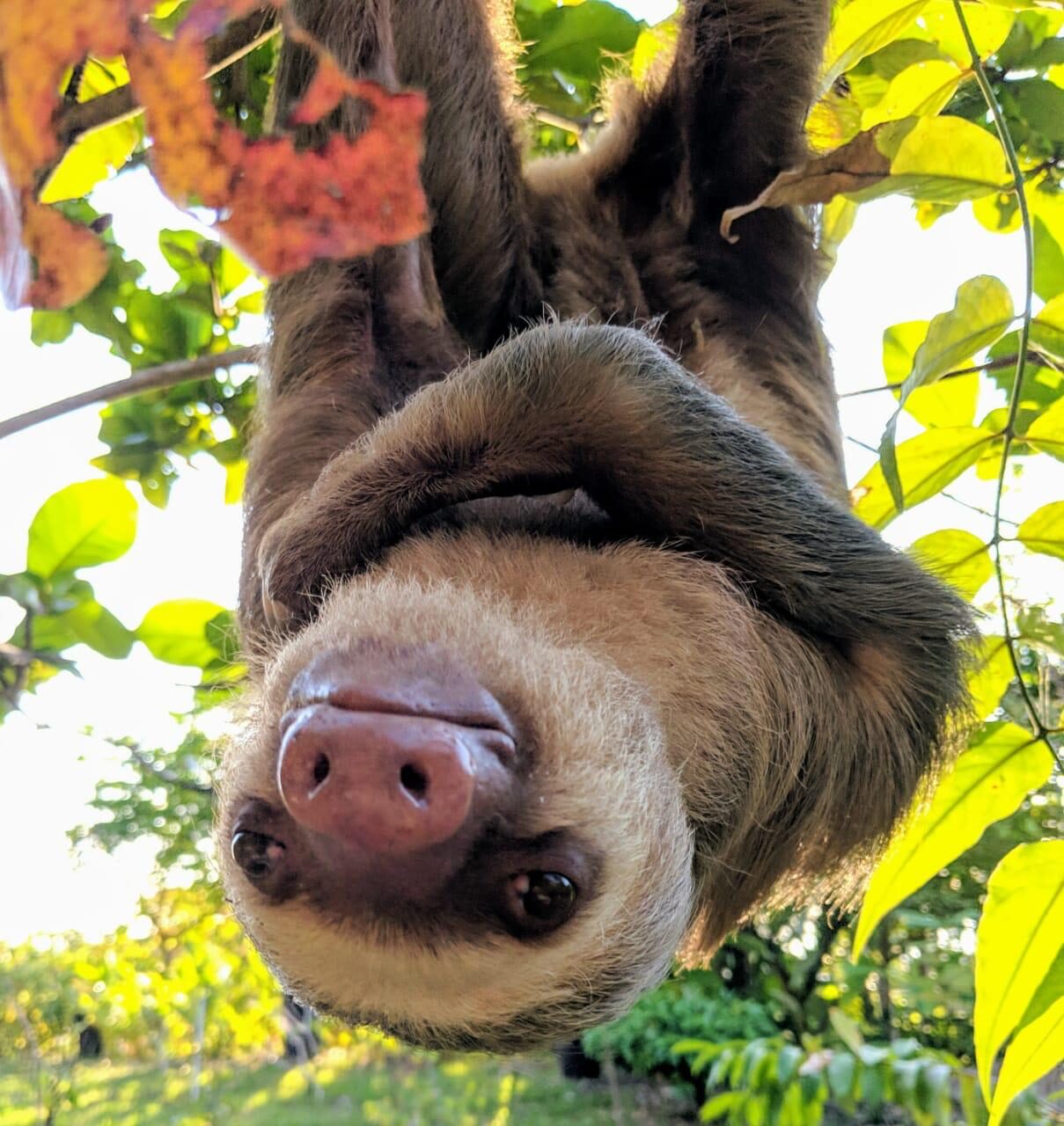 Dolly 2F Sloth (2)
