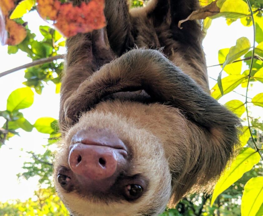 Dolly 2F Sloth (2)