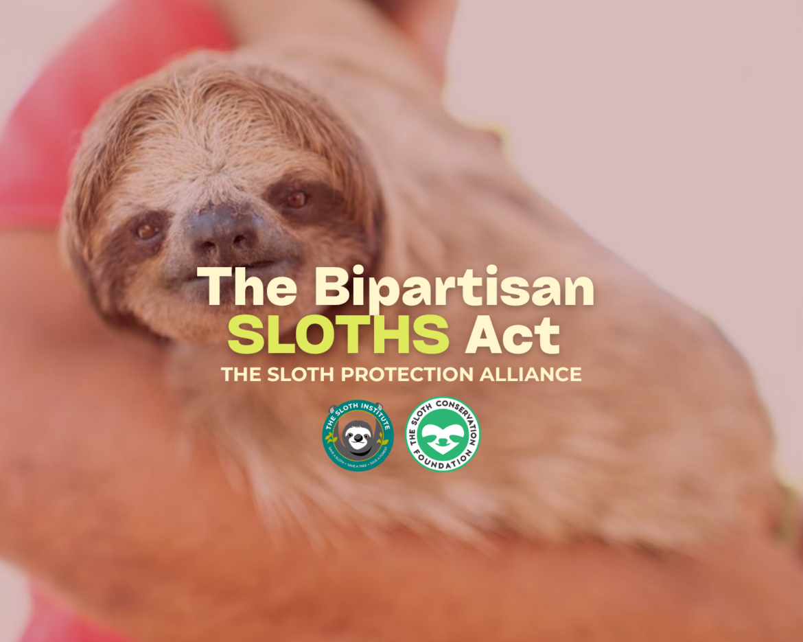 SLOTH PROTECTION ALLIANCE (2)