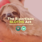 The SLOTHS Act Is Here: Bipartisan Bill to Permanently End the Importation of Wild Sloths into the United States