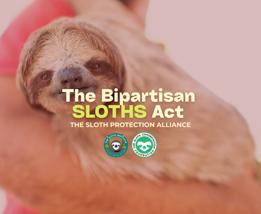 SLOTH PROTECTION ALLIANCE (2)