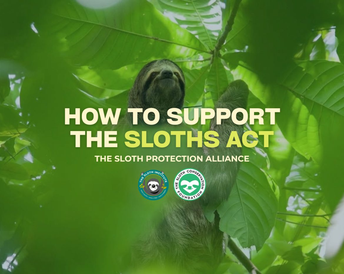 SLOTH PROTECTION ALLIANCE (3)