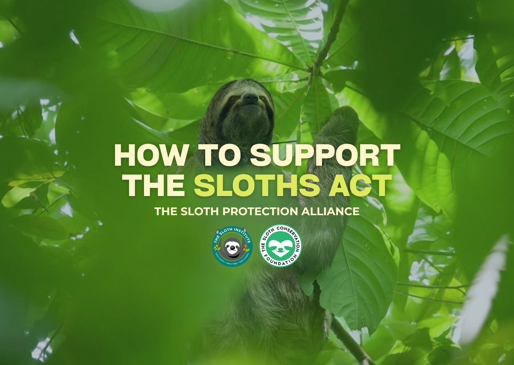 SLOTH PROTECTION ALLIANCE (3)