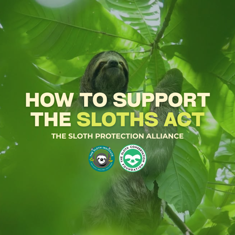 SLOTH PROTECTION ALLIANCE (3)
