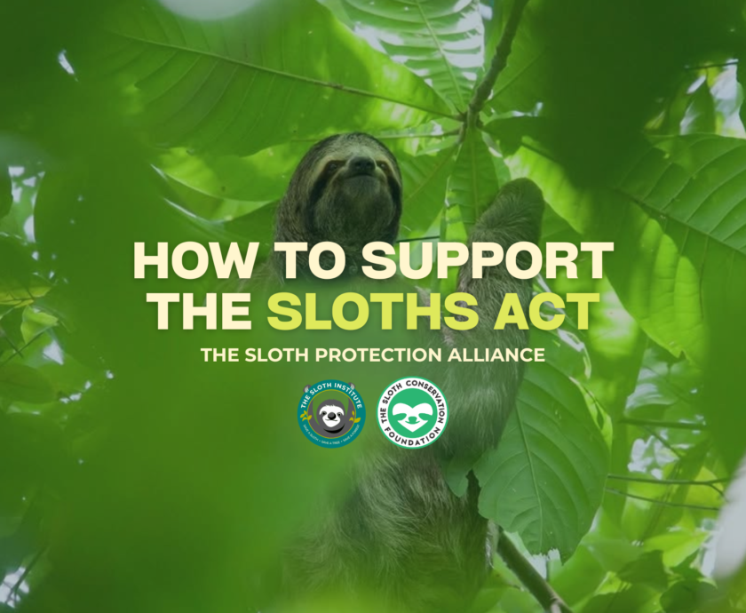 SLOTH PROTECTION ALLIANCE (3)